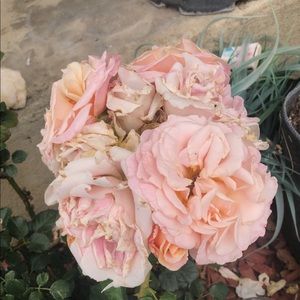 Meet your Posher, Silvia